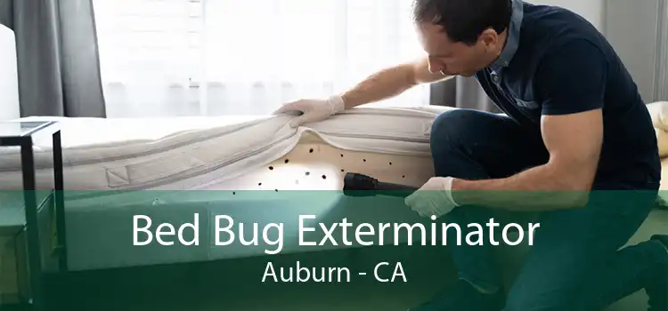 Bed Bug Exterminator Auburn - CA