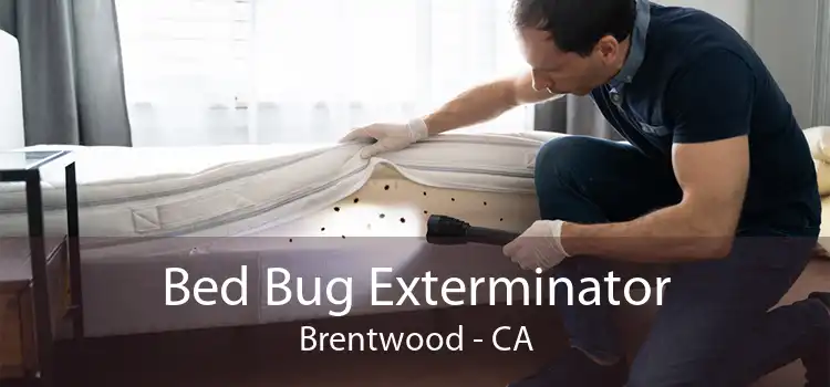 Bed Bug Exterminator Brentwood - CA