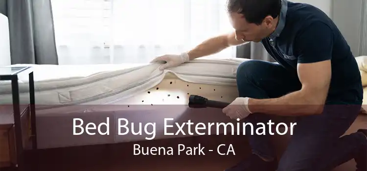 Bed Bug Exterminator Buena Park - CA