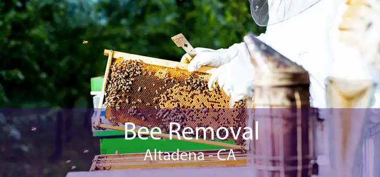 Bee Removal Altadena - CA