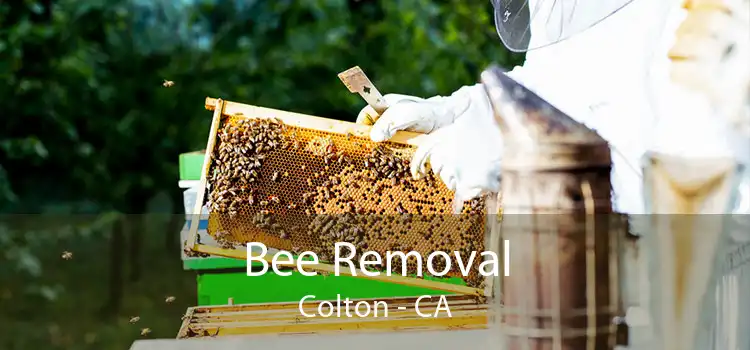 Bee Removal Colton - CA