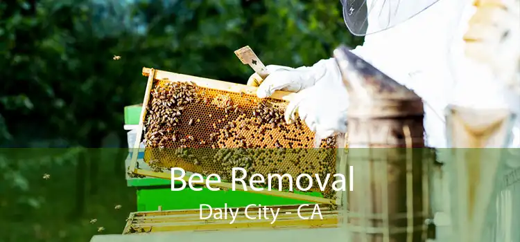 Bee Removal Daly City - CA