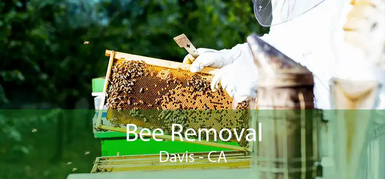 Bee Removal Davis - CA