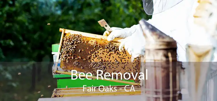 Bee Removal Fair Oaks - CA