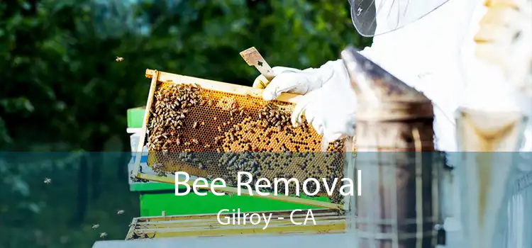 Bee Removal Gilroy - CA
