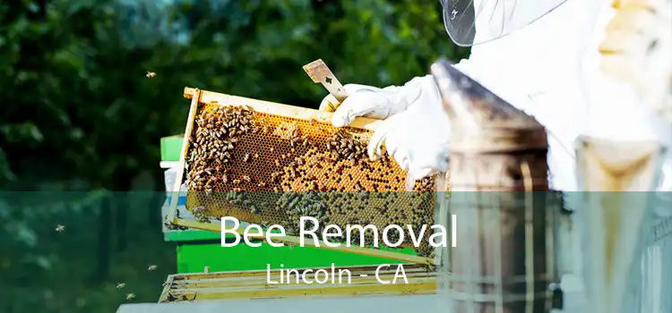 Bee Removal Lincoln - CA