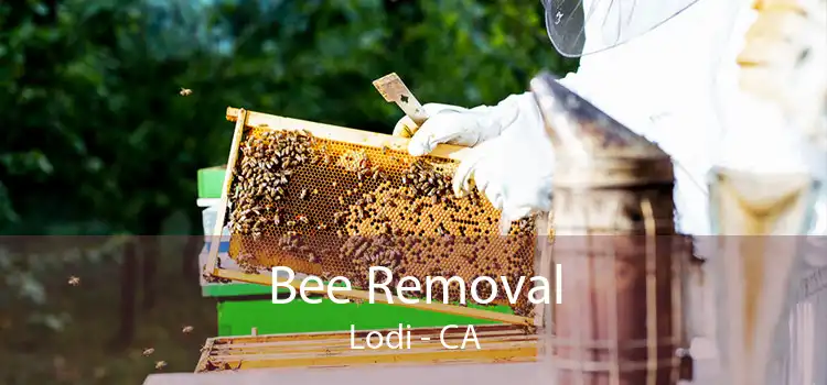 Bee Removal Lodi - CA