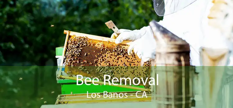 Bee Removal Los Banos - CA