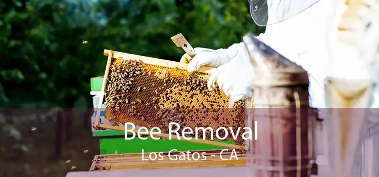 Bee Removal Los Gatos - CA