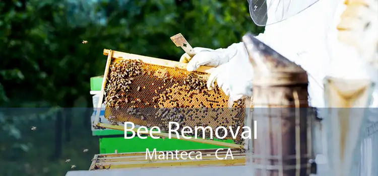 Bee Removal Manteca - CA