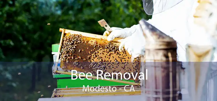 Bee Removal Modesto - CA