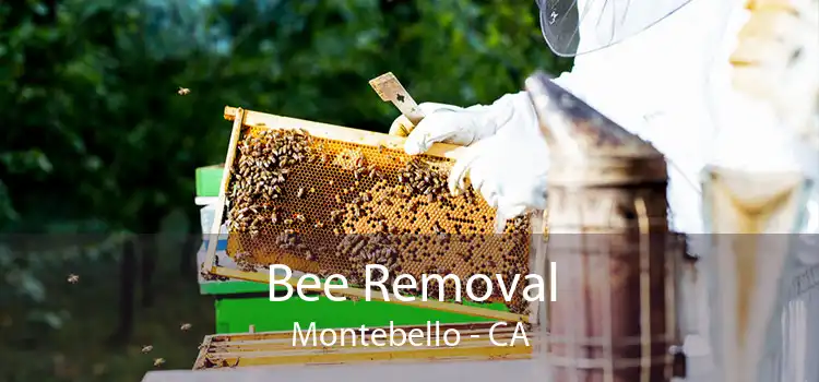 Bee Removal Montebello - CA