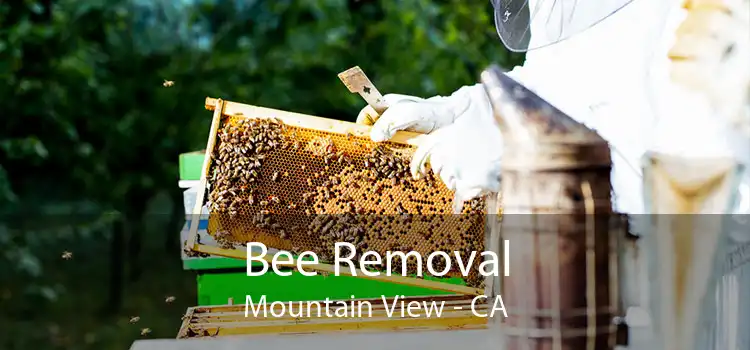 Bee Removal Mountain View - CA