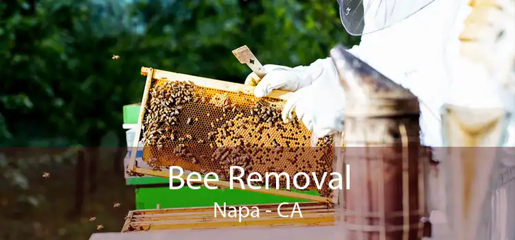Bee Removal Napa - CA
