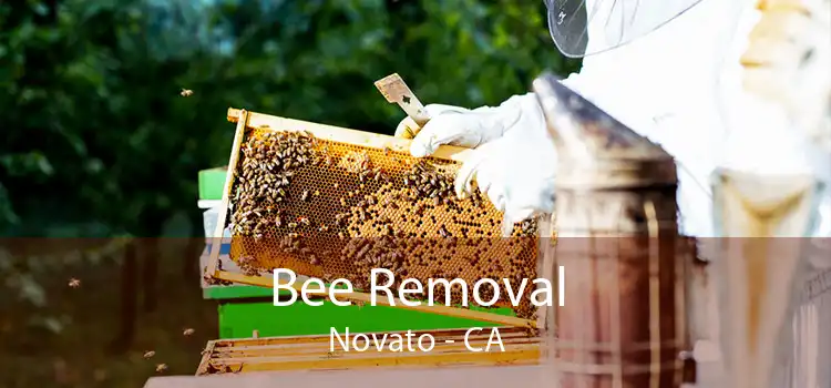 Bee Removal Novato - CA