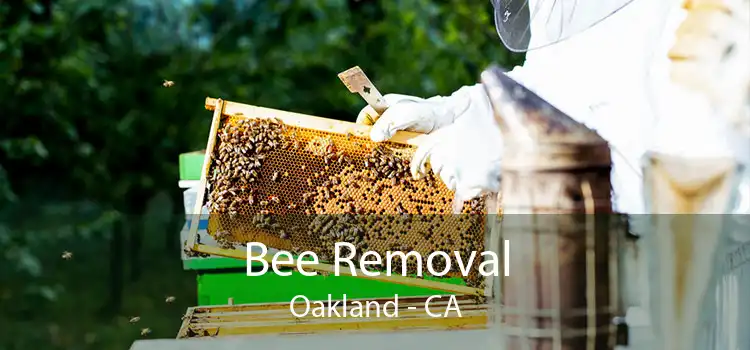 Bee Removal Oakland - CA