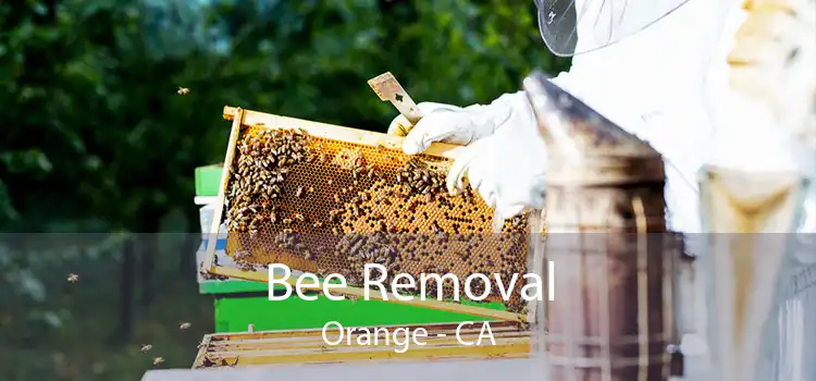 Bee Removal Orange - CA