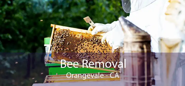 Bee Removal Orangevale - CA