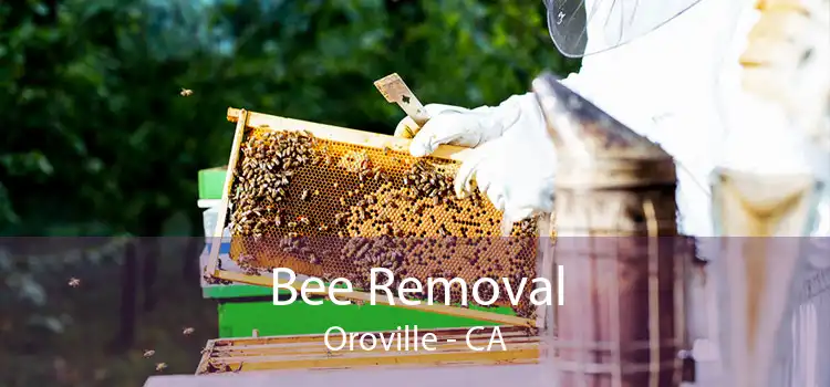 Bee Removal Oroville - CA