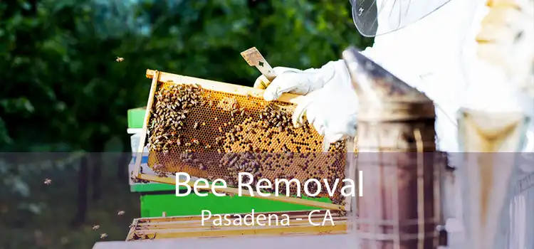 Bee Removal Pasadena - CA