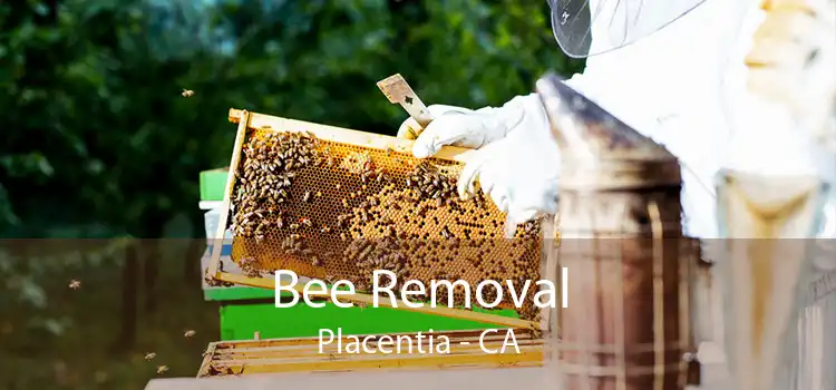 Bee Removal Placentia - CA