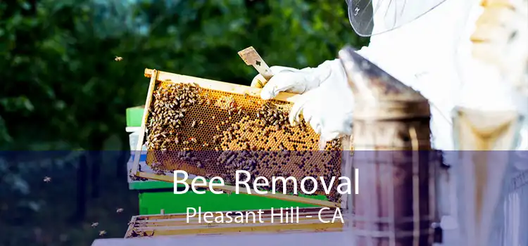 Bee Removal Pleasant Hill - CA
