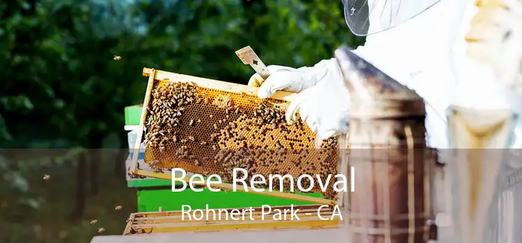 Bee Removal Rohnert Park - CA