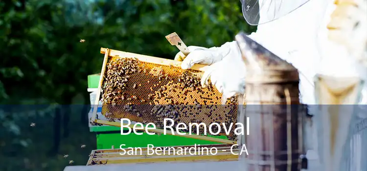 Bee Removal San Bernardino - CA