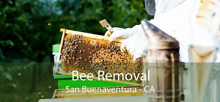 Bee Removal San Buenaventura - CA