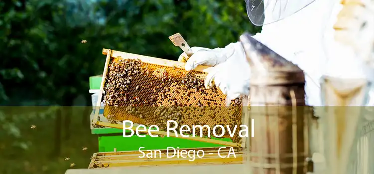 Bee Removal San Diego - CA