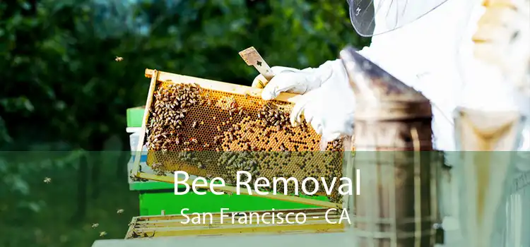 Bee Removal San Francisco - CA