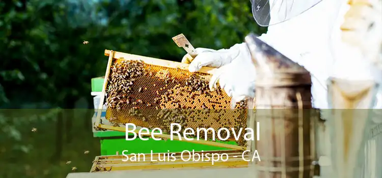 Bee Removal San Luis Obispo - CA