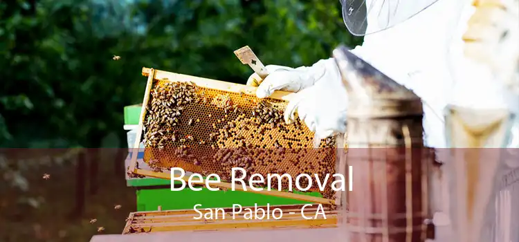 Bee Removal San Pablo - CA