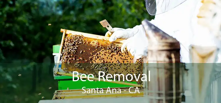 Bee Removal Santa Ana - CA