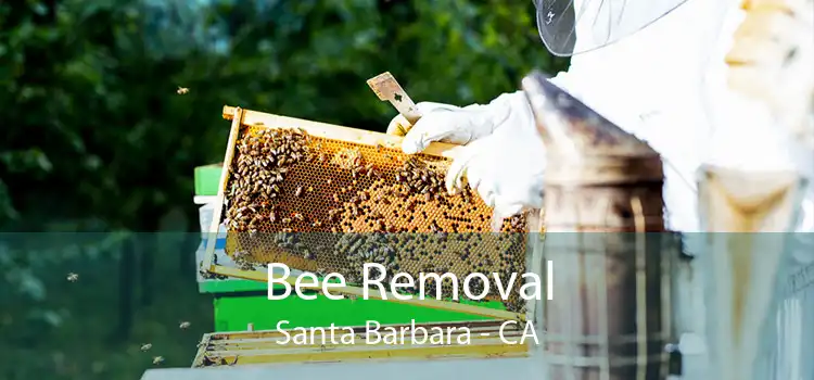 Bee Removal Santa Barbara - CA