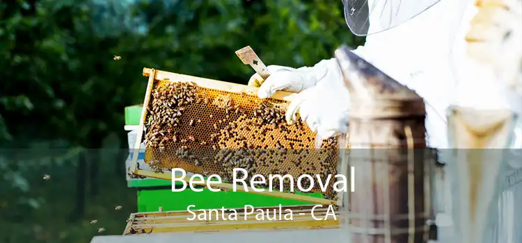 Bee Removal Santa Paula - CA