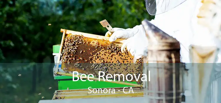 Bee Removal Sonora - CA