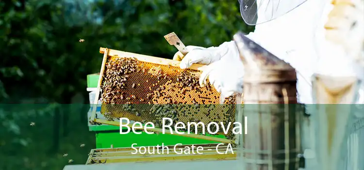 Bee Removal South Gate - CA