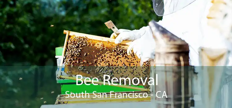 Bee Removal South San Francisco - CA