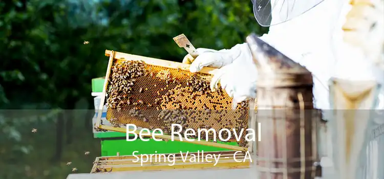 Bee Removal Spring Valley - CA