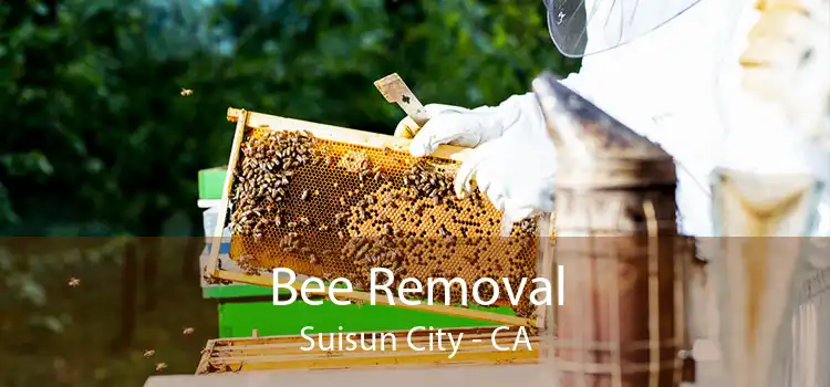 Bee Removal Suisun City - CA