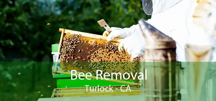 Bee Removal Turlock - CA