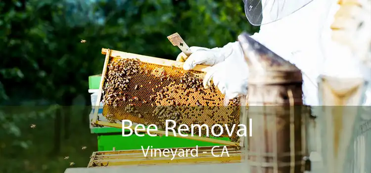 Bee Removal Vineyard - CA