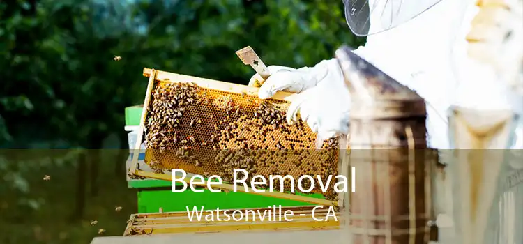 Bee Removal Watsonville - CA