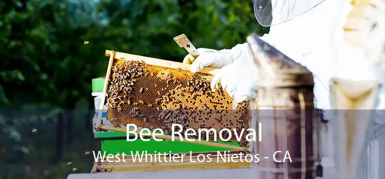 Bee Removal West Whittier Los Nietos - CA