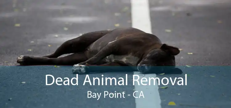 Dead Animal Removal Bay Point - CA