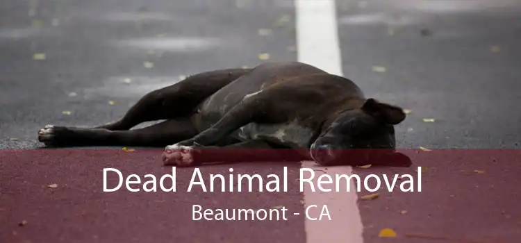 Dead Animal Removal Beaumont - CA