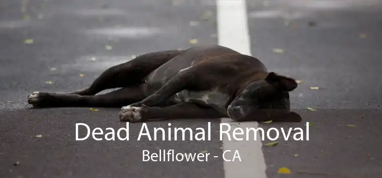 Dead Animal Removal Bellflower - CA