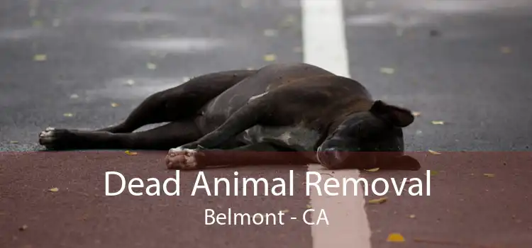 Dead Animal Removal Belmont - CA