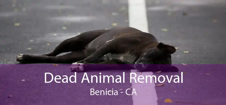 Dead Animal Removal Benicia - CA